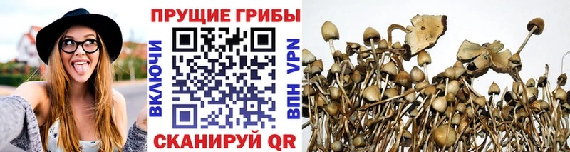 закладка  Киселёвск  Псилоцибиновые грибы мухоморы 